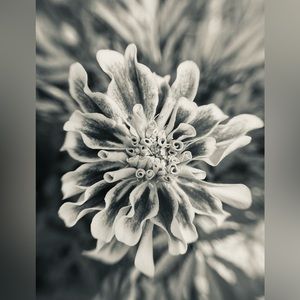 Black and white macro photo picture